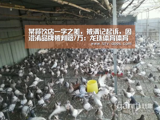 龙珠体育体育